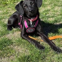 🐾❤ Molli sucht ihr Für-immer-Zuhause! ❤🐾, Hündin zur Adoption