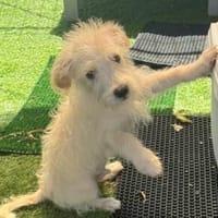 Ethan💕kleiner Schatz, Hund zur Adoption