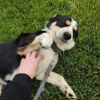 Frohnatur Buddy sucht liebevolle Familie, Hund zur Adoption