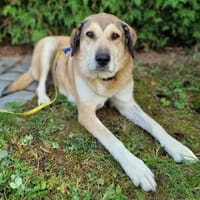Collie-Mix Vicky -ein sanftes und wunderschönes Wesen, Hündin zur Adoption