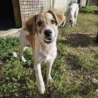 Verspielter Junghund Codrut sucht Zuhause, Hund zur Adoption