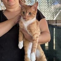 Lazos aus dem Tierschutz, Kater zur Adoption
