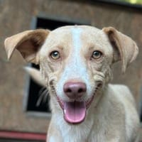 Raul, geb. ca. 05/2025, Stuttgart, Hund zur Adoption