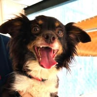 Celia1, verspielt, sucht Familie für immer - NEUIGKEITEN!!!, Hündin zur Adoption