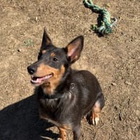 Luzerne, chienne à adopter