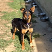 Paille, chienne à adopter