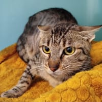LUDIVINE, chatte à adopter