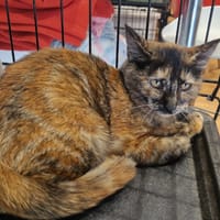 PEACH, chatte à adopter