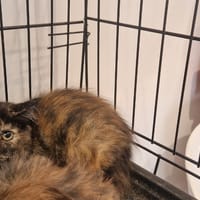 DAISY, chatte à adopter