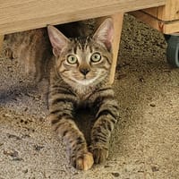 FRISQUETTE, chatte à adopter