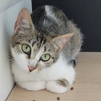 ANTILOPE QCT, chatte à adopter