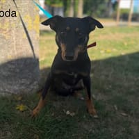 Koda, chien à adopter