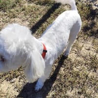 MULAN PAA24444, chien à adopter