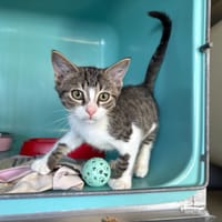 Croque, chat à adopter