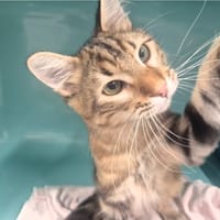 Buzz l'éclair, chat à adopter