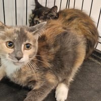 MYRTILLE, chatte à adopter