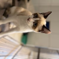 POMME, chatte à adopter