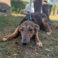 Blue, chienne à adopter