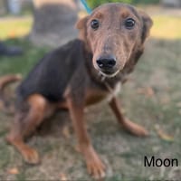 MOON, chienne à adopter