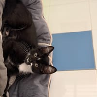 LITCHI, chat à adopter