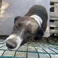 PRADA (réservée), chienne à adopter