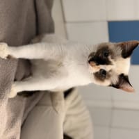LUIGI, chat à adopter