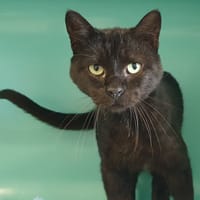 TURBOT CHA, chat à adopter