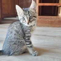 TIGRIS, chat à adopter