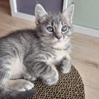 GRISETTE, chatte à adopter