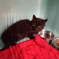 Tic, chatte à adopter