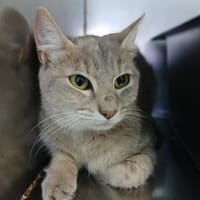 Futée, chatte à adopter