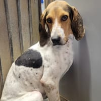KALAMITY, chienne à adopter