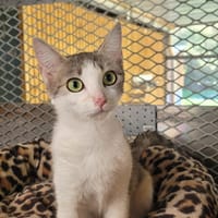 QUENDRA, chatte à adopter