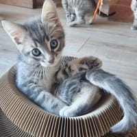 PINGO, chat à adopter