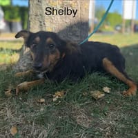 Shelby, chienne à adopter