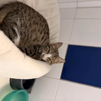 MARIO, chat à adopter