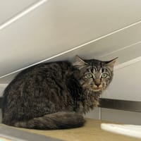 Lyanna, chatte à adopter