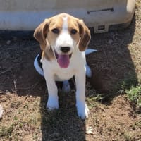 CUIVRE QCN, chien à adopter