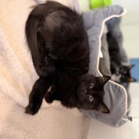 NOX, chat à adopter