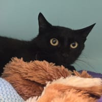 SELENA, chatte à adopter
