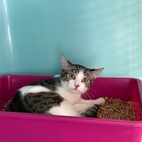 Kinder, chatte à adopter