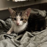 TREFLE, chat à adopter