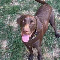 CHOUQUETTE CHAO, chienne à adopter