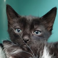 Soprano, chat à adopter