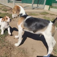 KRYPTON QCN, chien à adopter