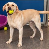 BOSCO, chien à adopter