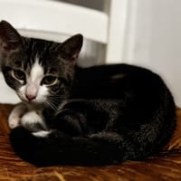 JONQUILLE (a trouvé sa famille), chatte à adopter