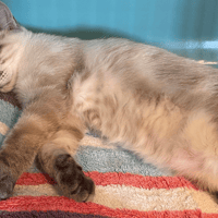 PHOENIX, chat à adopter