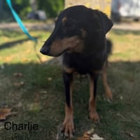 Charlie, chien à adopter