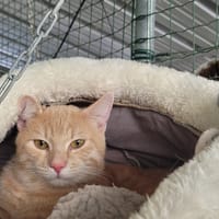 QUANTUS, chat à adopter